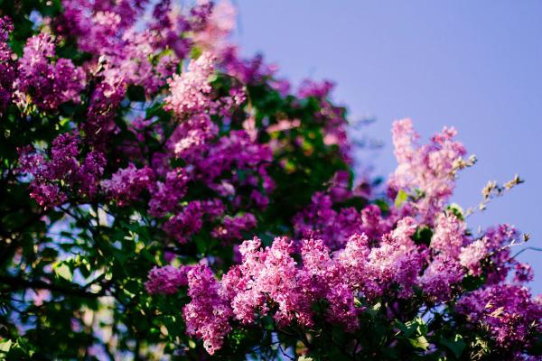 Violettina kukkivia syreenipensaita sinistä taivasta vasten.